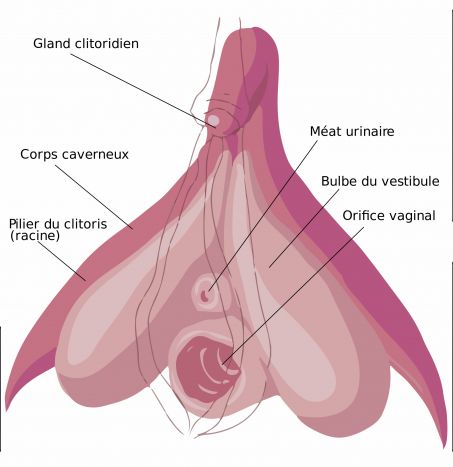 Schéma descrivant le structure du clitoris